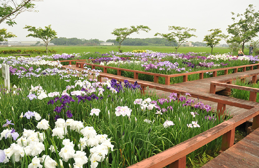 川口沼親水公園