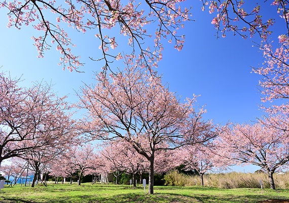 旭市に桜を見に行こう
