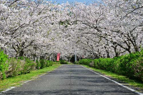 長熊スポーツ公園桜