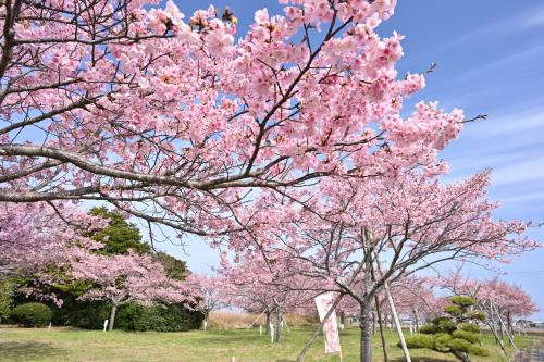 足川岡薬師の桜