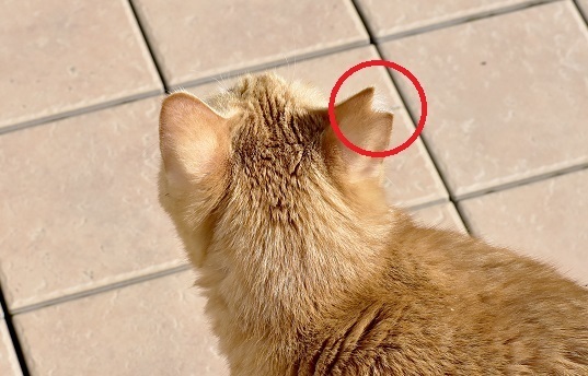 V字カット（さくらカット）が施された猫の画像