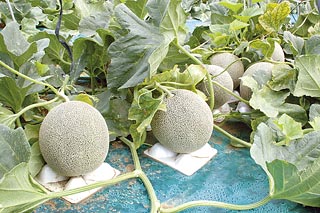 貴味メロンの画像