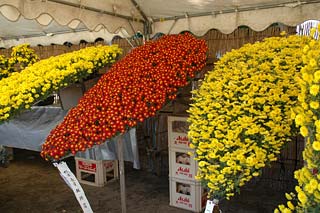 菊花大会の画像