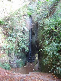 龍福寺の森の画像