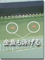 最終沈澱池では金魚も泳げます