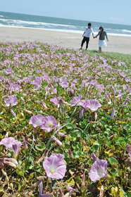 咲き誇る初夏の花「ハマヒルガオ」の画像