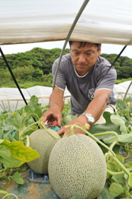 貴味メロンの画像