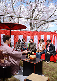 満開の桜に誘われの画像