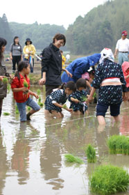 大原幽学ゆかりの水田で米作りの画像