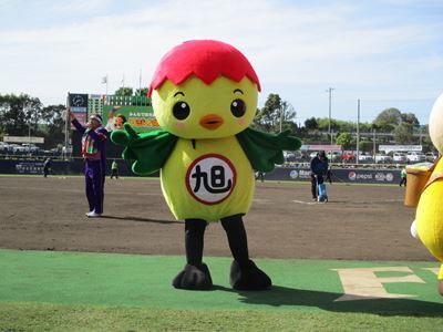 ラジオ体操をするあさピー