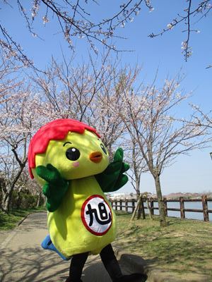 桜が見頃で喜ぶあさピー