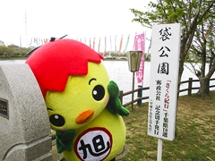 桜が見頃を過ぎていて残念がるあさピー