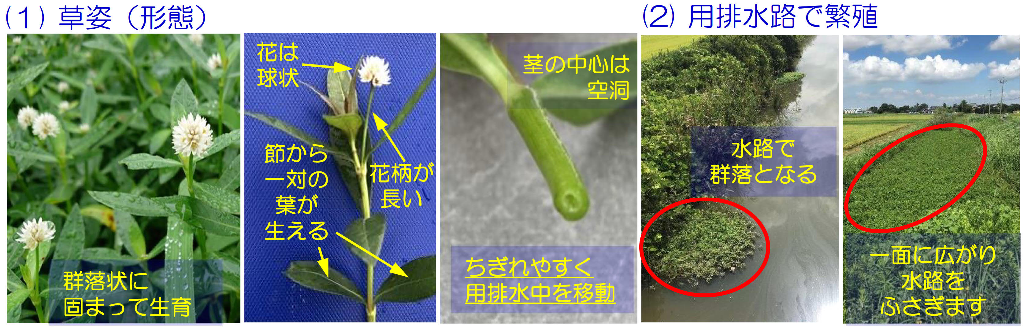 ナガエツルノゲイトウ特徴