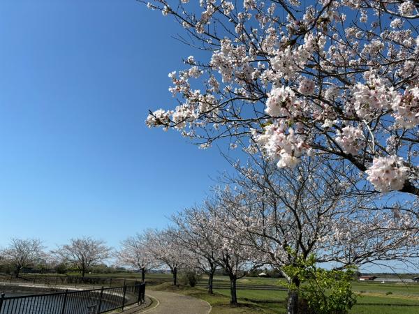 ソメイヨシノ