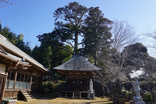 倉橋水神社の大杉
